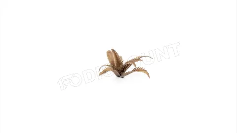Photo de Gamers Grass - Laser Plants : Deer Fern