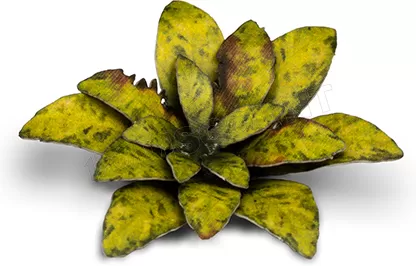 Photo de Gamers Grass - Laser Plants : Dumb Cane
