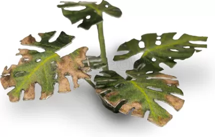 Photo de Gamers Grass - Laser Plants : Monstera