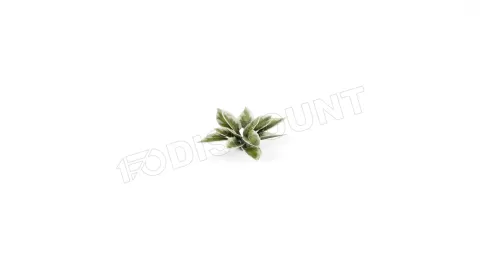 Photo de Gamers Grass - Laser Plants : Plantain Lily