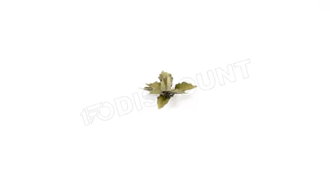 Photo de Gamers Grass - Laser Plants : Plantain Lily