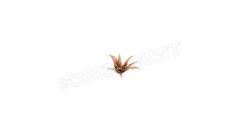 Photo de Gamers Grass - Laser Plants : Red Aloe