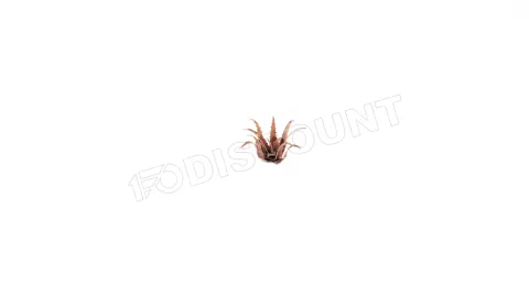 Photo de Gamers Grass - Laser Plants : Red Aloe