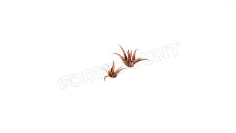 Photo de Gamers Grass - Laser Plants : Red Aloe